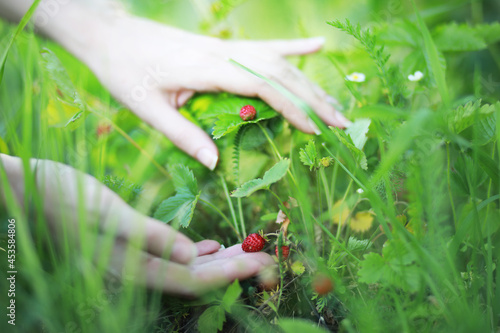 Farmer hand holding growing organic natural ripe red strawberry checking ripeness for picking hatvest. Tasty juice healthy berries plantation. Agricultural plant food business photo