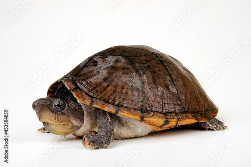 Razor-backed musk turtle // Dach-Moschusschildkröte (Sternotherus carinatus)
