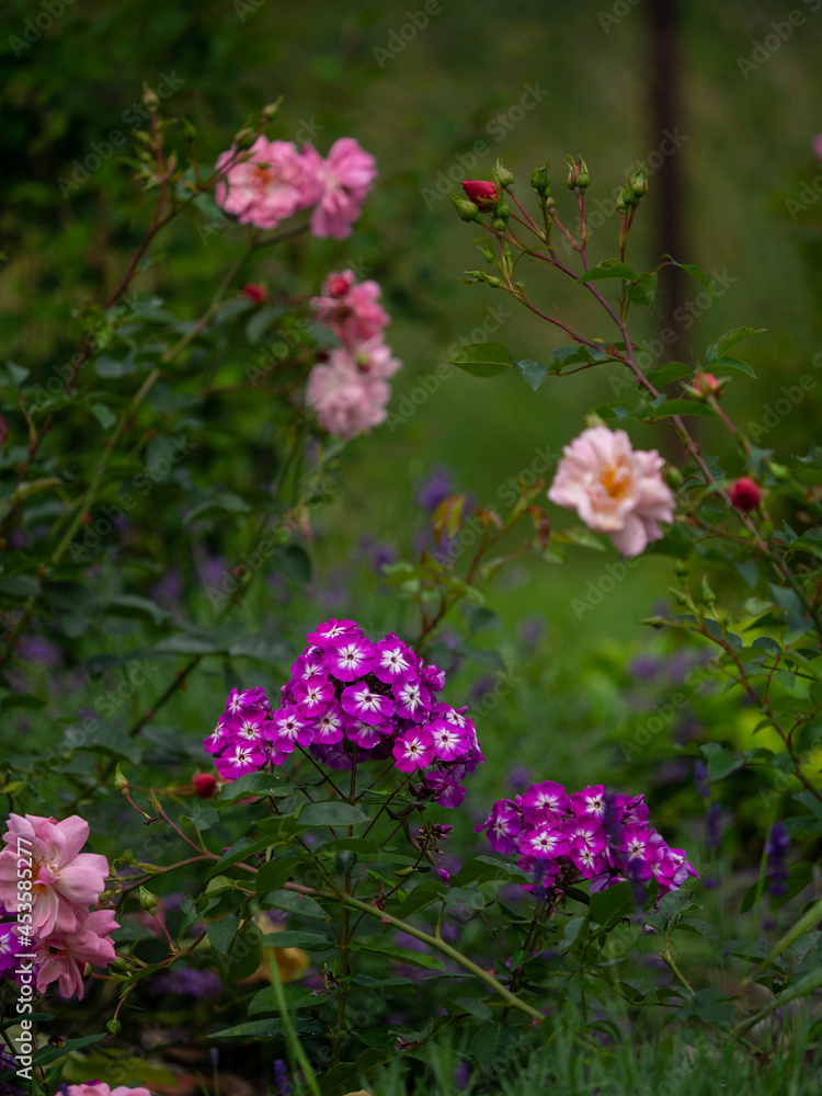Phlox und Rosenblüte im Garten Phlox und Rosenblüte im Garten