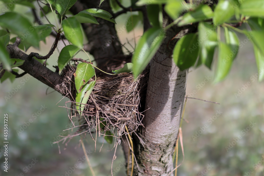 Wild birds nest on a tree branch in a garden on a sunny autumn day. Close up, selective focus and copy space