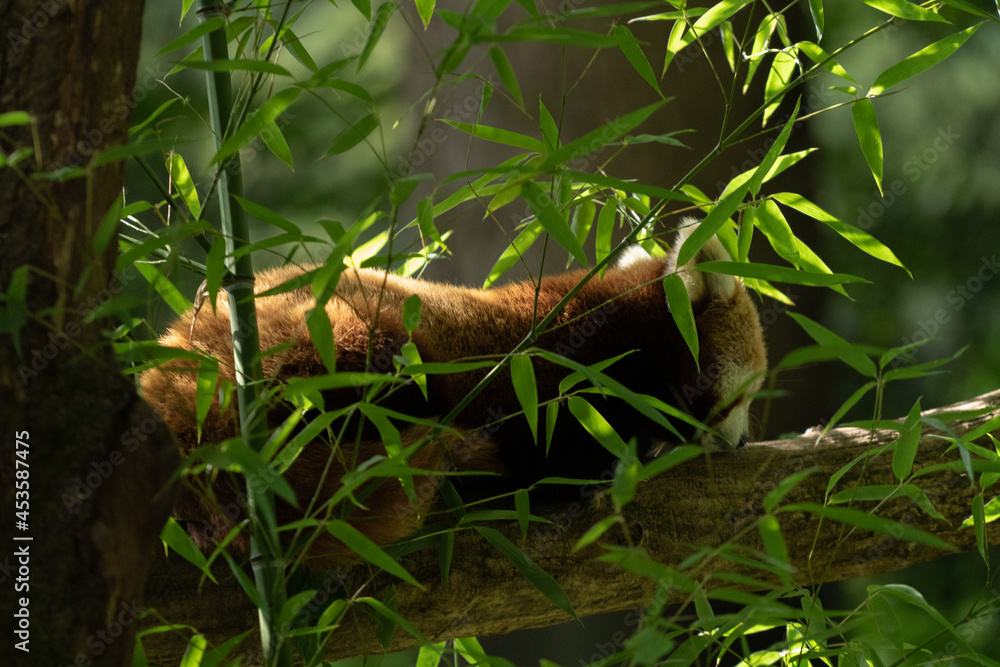 red panda red panda