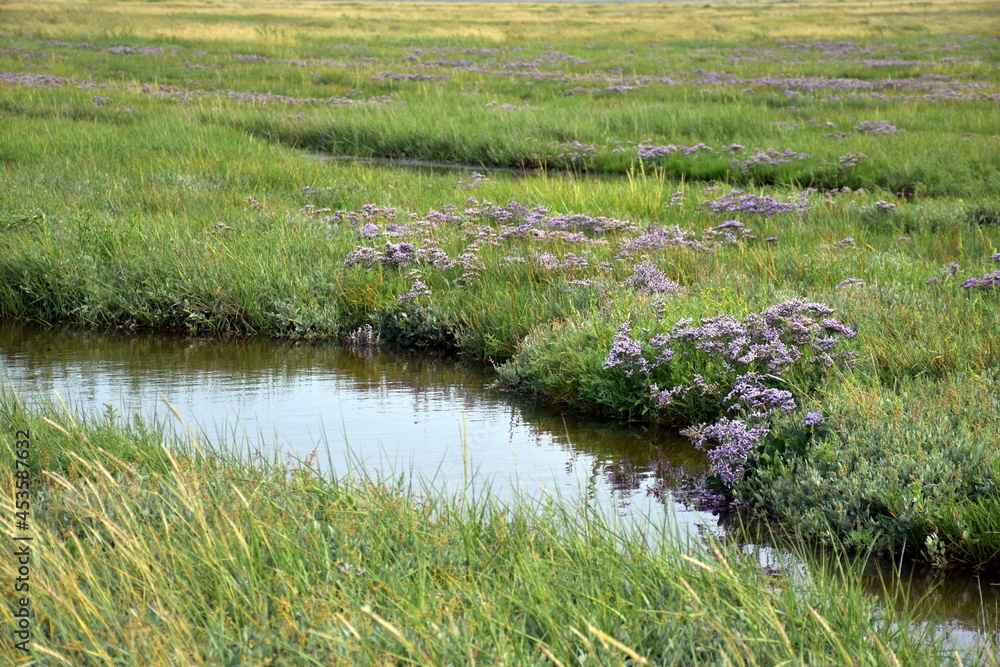 Naturpark Westhever in Schleswig-Holstein im Sommer Naturpark Westhever in Schleswig-Holstein im Sommer