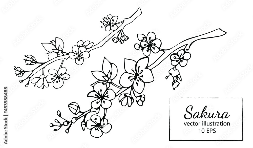 Hand drawn sakura branch isolated on white background. Black and white ...