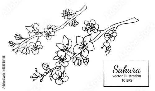 Hand drawn sakura branch isolated on white background. Black and white line art. Vector illustration.