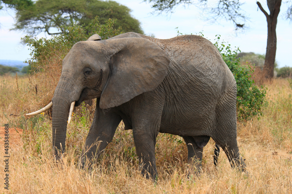 African Elephants  (Loxodonta africana), Tarangire National Park, Tanzania