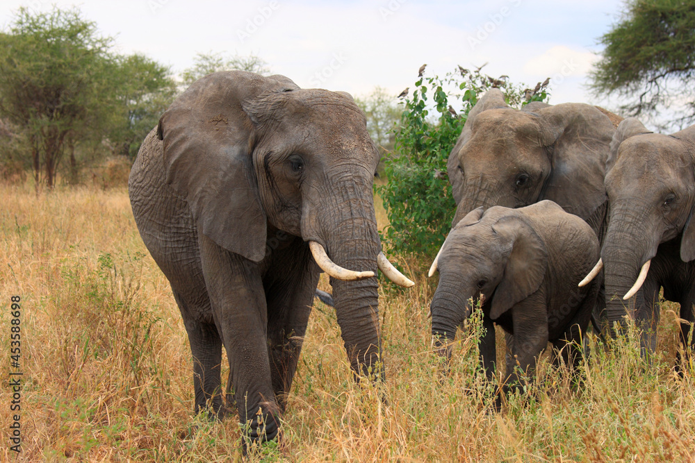 African Elephants (Loxodonta africana), Tarangire National Park, Tanzania African Elephants (Loxodonta africana), Tarangire National Park, Tanzania