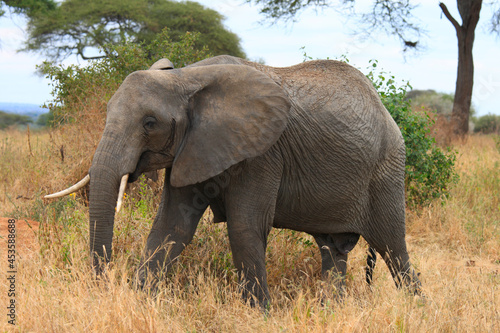 African Elephants   Loxodonta africana   Tarangire National Park  Tanzania