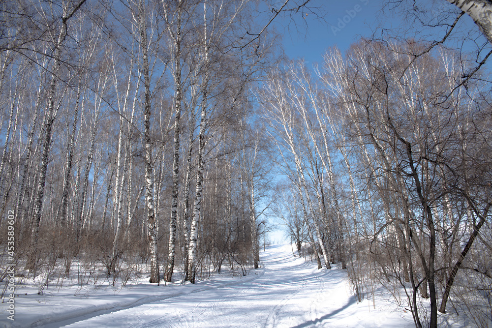 Obraz premium trees in winter