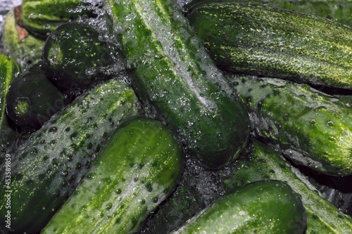 Small green cucumbers are washed