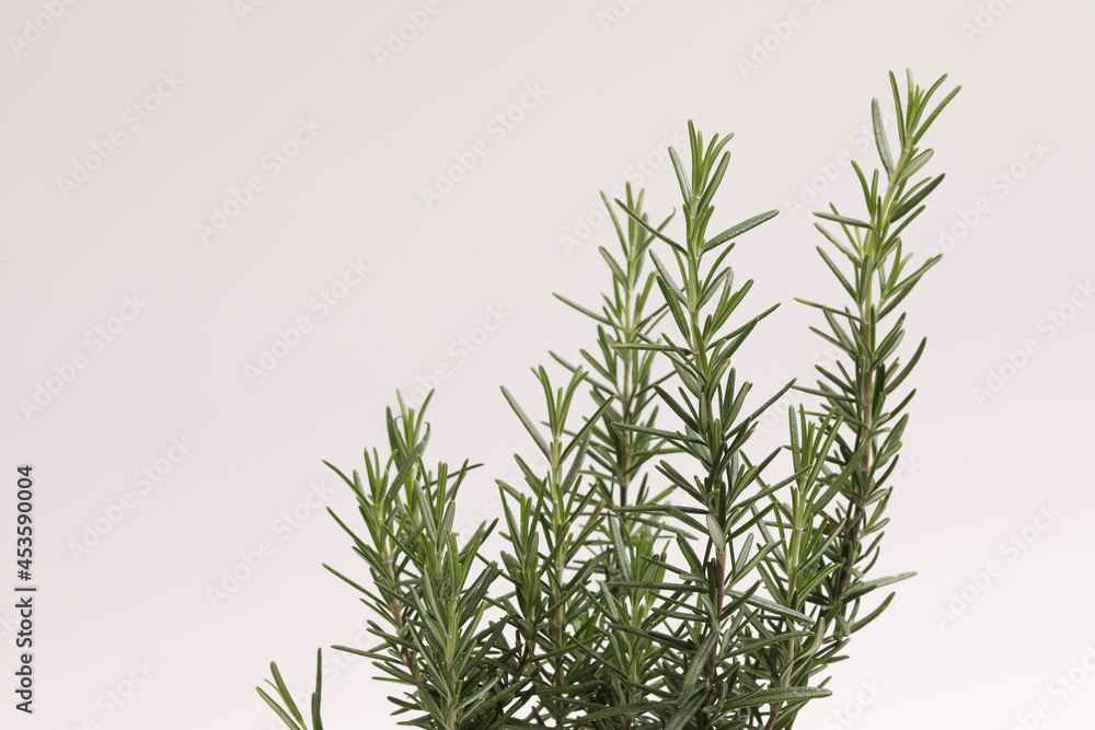 Rosemary on white background. Rosemary on white background.