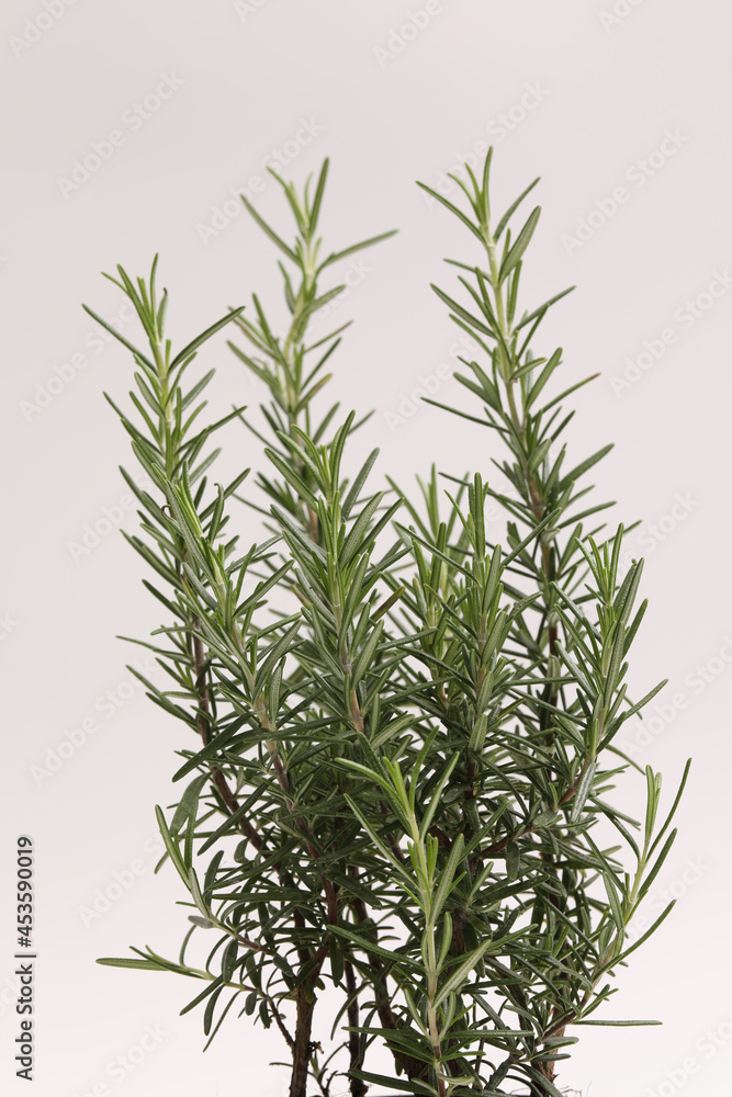 Vertical shot of Rosemary on white background. Vertical shot of Rosemary on white background.