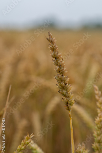 Weizenfeld kurz vor der Ernte