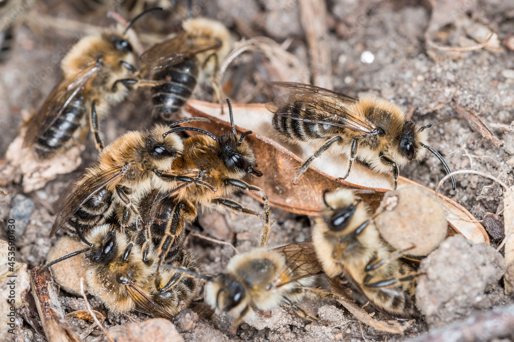 Erdbienen Weibchen und Männchen am Boden bei der Fortpflanzung und Liebesspiel, Deutschland Erdbienen Weibchen und Männchen am Boden bei der Fortpflanzung und Liebesspiel, Deutschland
