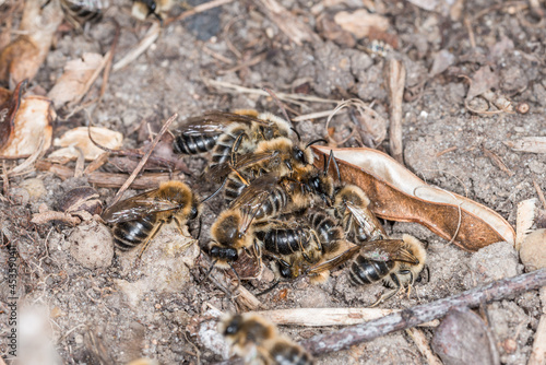 Erdbienen Weibchen und M  nnchen am Boden bei der Fortpflanzung und Liebesspiel  Deutschland