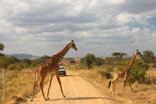 Giraffe crossing the road, Serengeti National Park, Tanzania