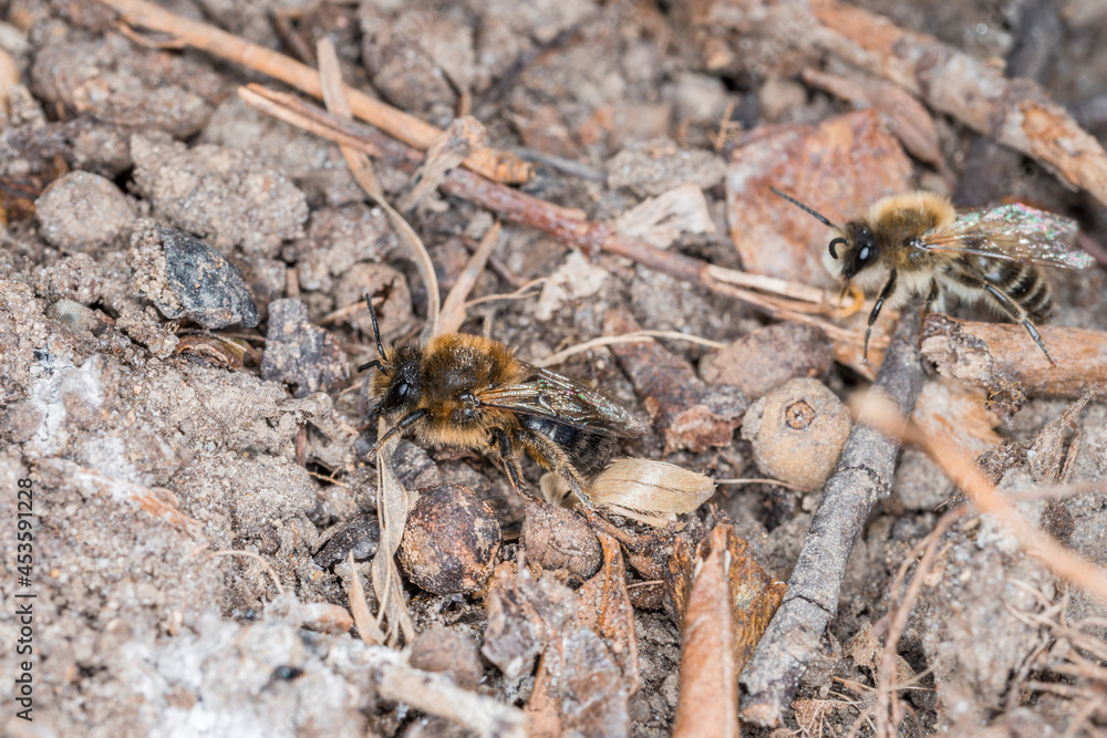 Erdbienen Weibchen und Männchen am Boden bei der Fortpflanzung und Liebesspiel, Deutschland Erdbienen Weibchen und Männchen am Boden bei der Fortpflanzung und Liebesspiel, Deutschland