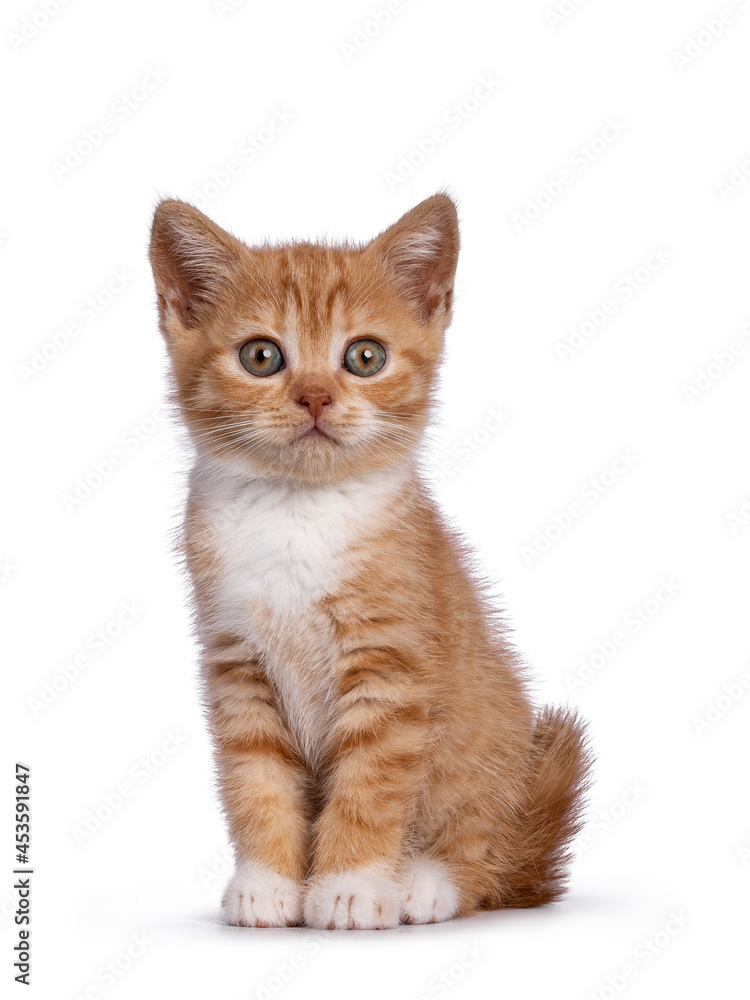 Cute little red mackerel with white British Shorthair cat kitten, sitting facing front. Looking towards camera. Isolated on a white background. Cute little red mackerel with white British Shorthair cat kitten, sitting facing front. Looking towards camera. Isolated on a white background.