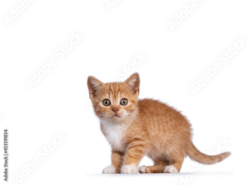 Cute little red mackerel with white British Shorthair cat kitten, standign side ways. Looking surprised towards camera. Isolated on a white background. © Nynke