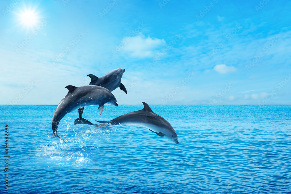 Beautiful bottlenose dolphins jumping out of sea with clear blue water on sunny day - obrazy, fototapety, plakaty 