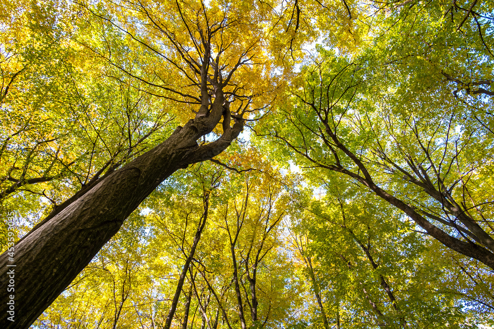 Obraz premium Perspective from down to up view of autumn forest with bright orange and yellow leaves. Dense woods with thick canopies in sunny fall weather.