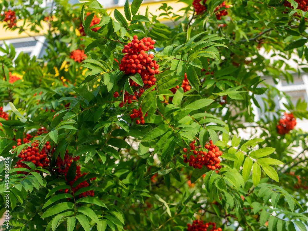 Red rowan. Rowan berries. Bright red bunches hang from a tree branch Red rowan. Rowan berries. Bright red bunches hang from a tree branch