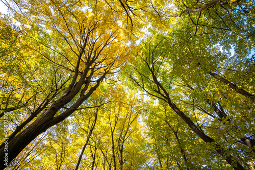 Perspective from down to up view of autumn forest with bright orange and yellow leaves. Dense woods with thick canopies in sunny fall weather.