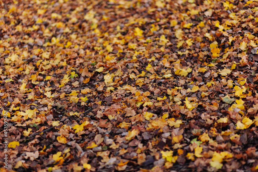 Autumn forest with yellow and orange dry leaves Autumn forest with yellow and orange dry leaves