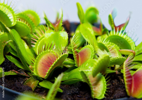venus flytrap, in a pot closeup. carnivorous plant feeds on insects. An unusual plant is kept at home