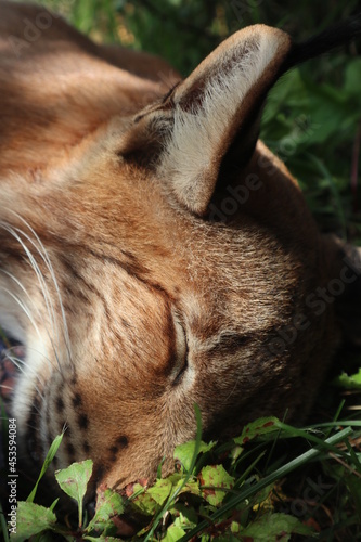 Photography domestic wild cat lynx sleeping