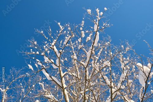 Closeup of pine tree branches covered with fresh fallen snow in winter mountain forest on cold bright day.