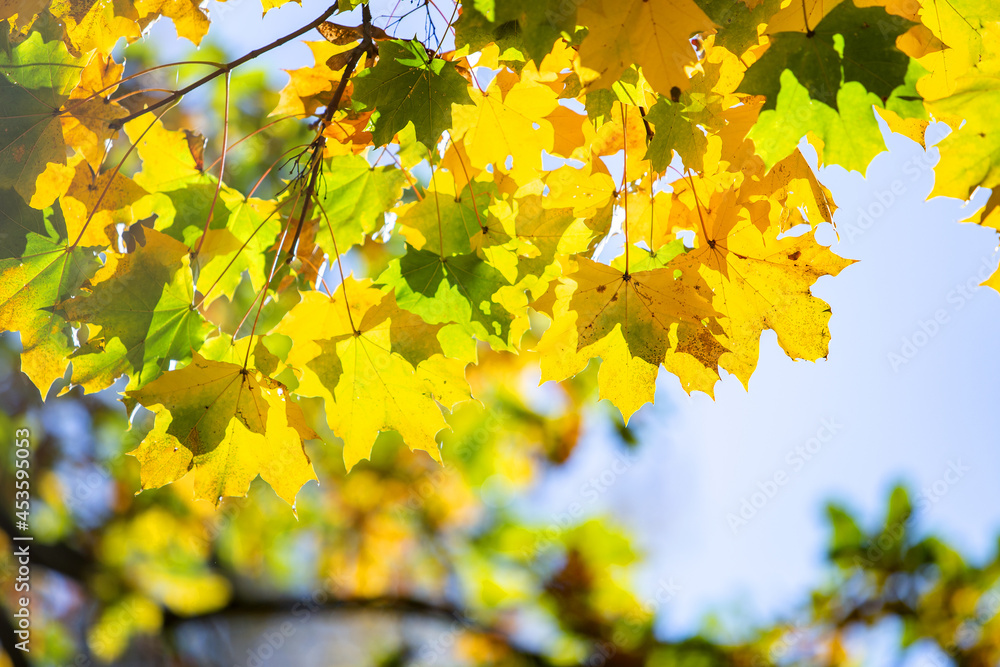 Close up of bright yellow and red maple leaves on fall tree branches with vibrant blurred background in autumn park. Close up of bright yellow and red maple leaves on fall tree branches with vibrant blurred background in autumn park.