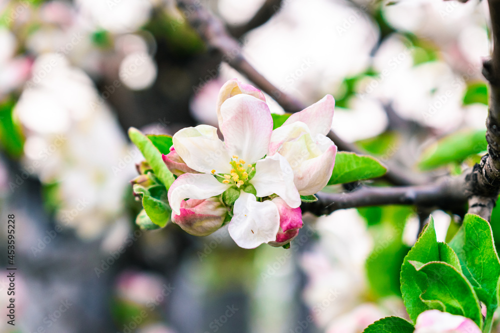 Fototapeta premium Apple tree flower on a light background. Close-up.