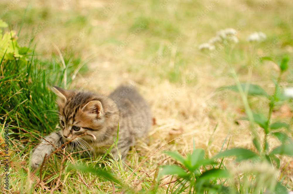 Obraz premium chatons dans le jardin
