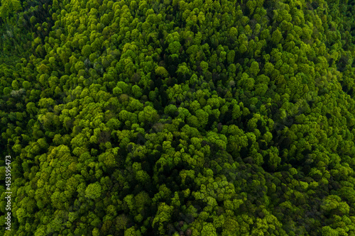 Aerial view of dark mixed pine and lush forest with green trees canopies. © bilanol