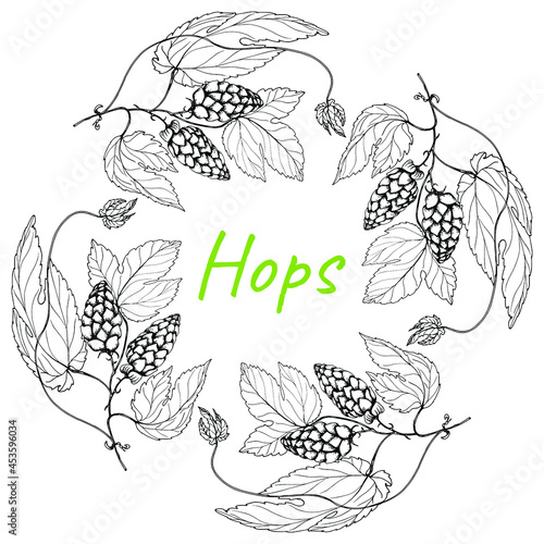Hops. Frame.Oktoberfest. Branch of Humulus lupulus. Hop cones for beer production. Sketches of hops on a branch with leaves. Engravings. Illustration for packaging. Hand drawing. Isolated on a white b