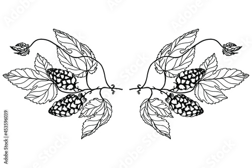 Hops. Oktoberfest. Branch of Humulus lupulus. Hop cones for beer production. Sketches of hops on a branch with leaves. Engravings. Illustration for packaging. Hand drawing. Isolated on a white backgro