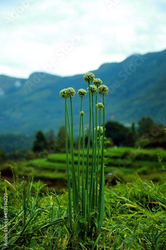 onion flower in Kanthalloor photo