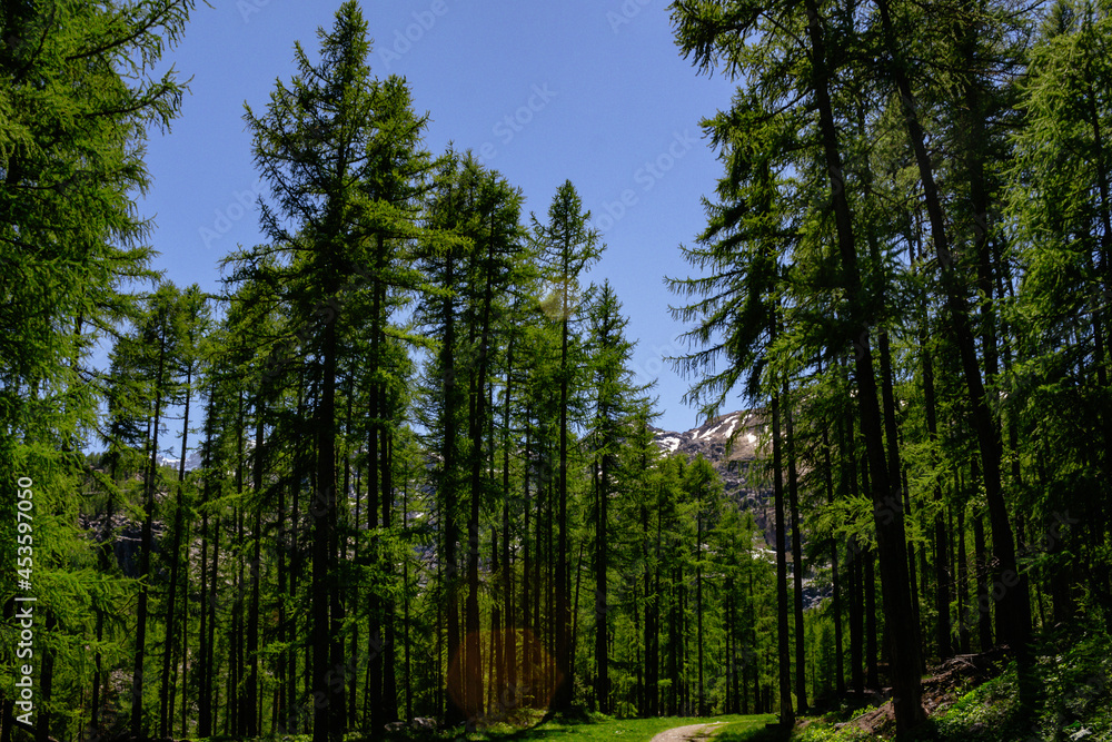 Luxurious Alpine pine forest during spring Luxurious Alpine pine forest during spring