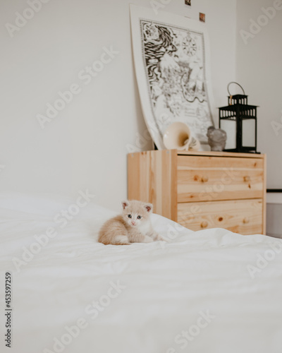 the ginger kitten in the white bed