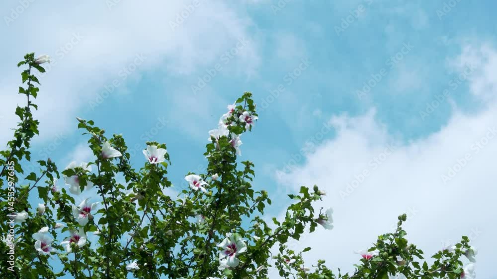 Blooming Tree Branches and a Time Lapse of White Clouds in a Blue Sky. Background of Cumulus Transforming Clouds of Blue Sky and Green Tree Branches with White Flowers, Timelapse. Blooming Tree Branches and a Time Lapse of White Clouds in a Blue Sky. Background of Cumulus Transforming Clouds of Blue Sky and Green Tree Branches with White Flowers, Timelapse.