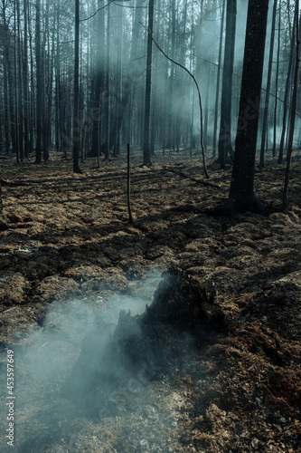Fire in a forest near Pervouralsk  Ural  Sverdlovsk region  August 25  2021