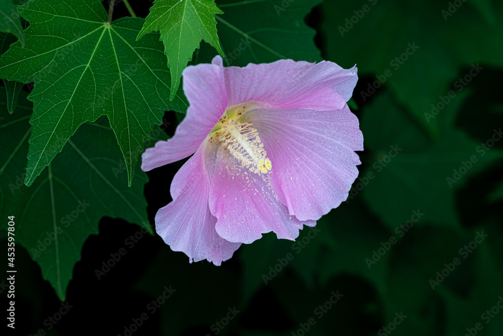 夏に咲くピンクの芙蓉の花のアップ Stock Photo Adobe Stock