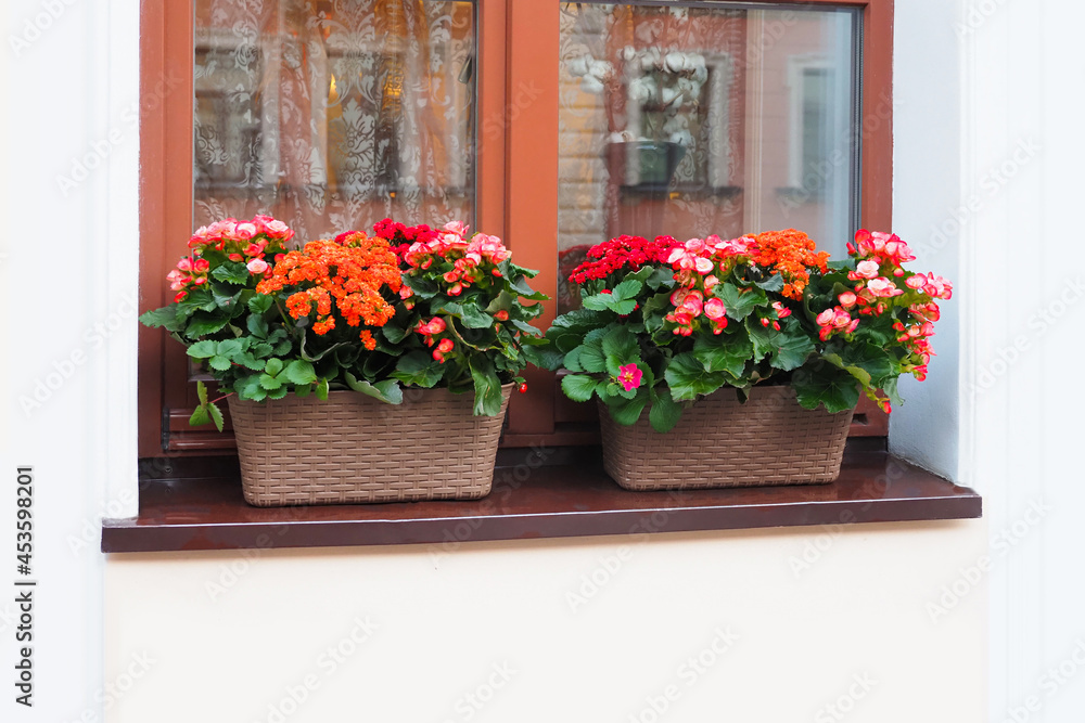 Group of colorful Kalanchoe flowers, tropical, succulent flowering plants in pots on window sill. Window decorated with Kalanchoe flowers