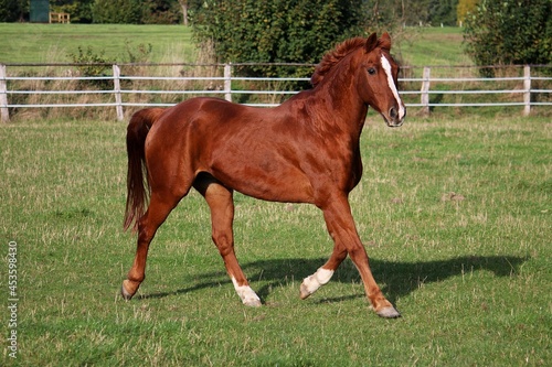 beautiful large brown orse is running on the green paddock