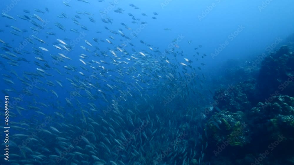 Seascape with Bait Ball, School of Fish in the turquoise water of coral reef in Caribbean Sea, Curacao Seascape with Bait Ball, School of Fish in the turquoise water of coral reef in Caribbean Sea, Curacao