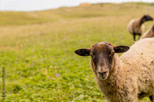 The ram grazes in the meadow. Small ruminants in the field. Livestock grazing. Livestock raising. Animal.