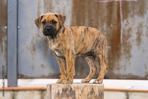 Closeup shot of a puppy standing on a tree stump
