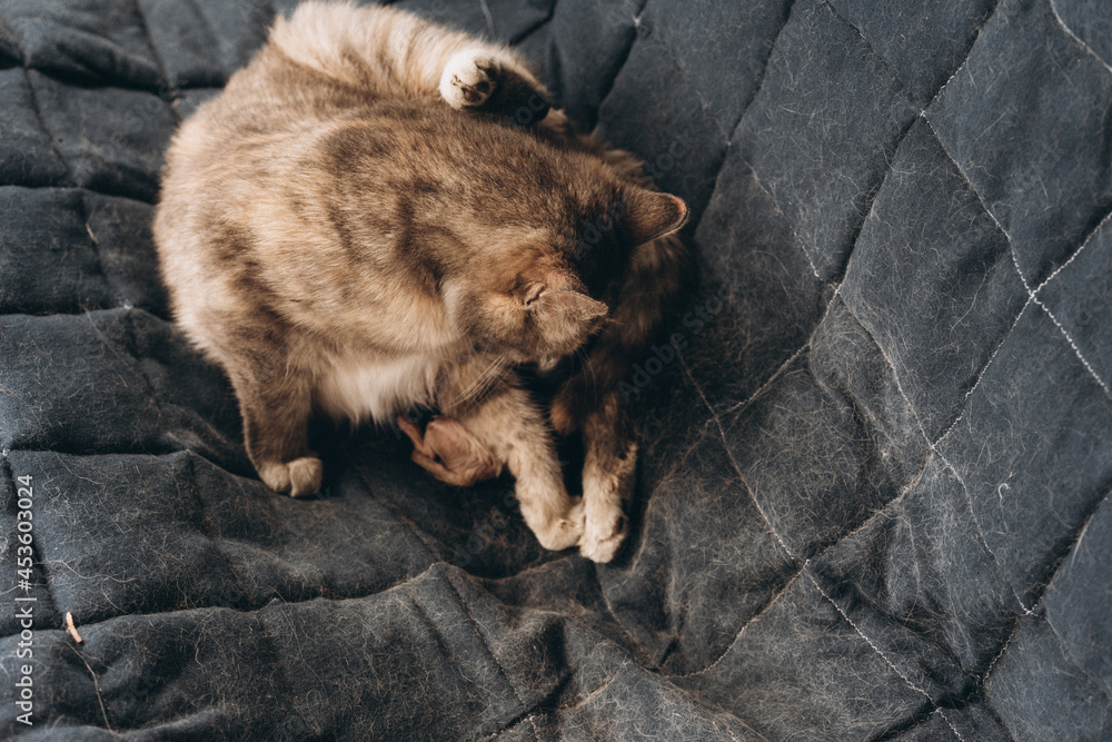 Obraz premium mother cat and newborn kittens, the process of giving birth to a new life