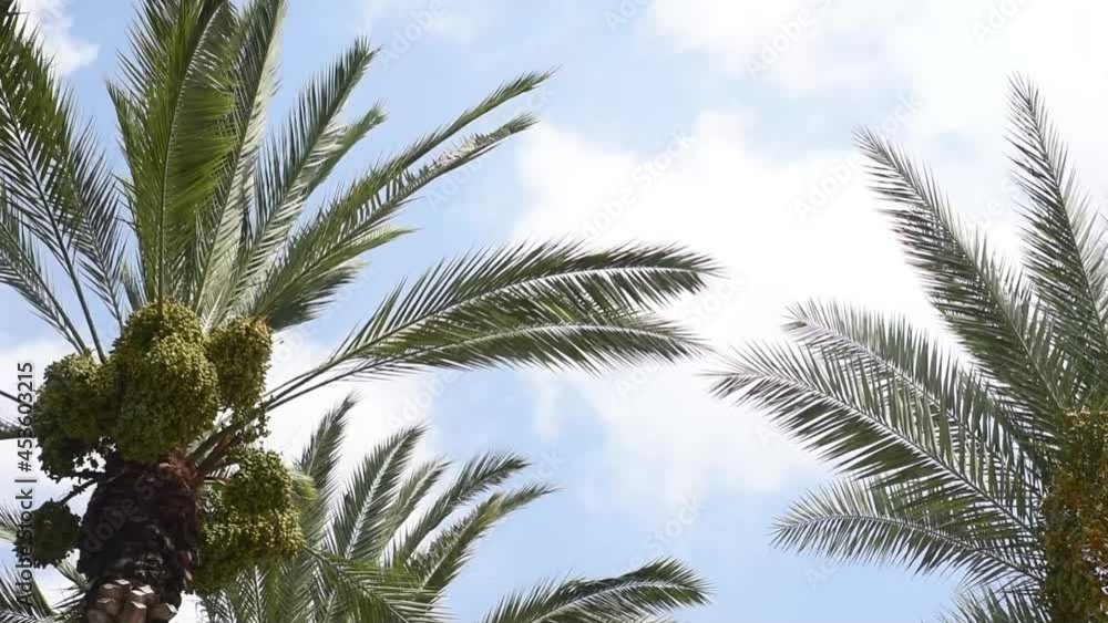 Tropical palm leaves moving on the wind. Sky background. Copy space for text. Date fruit palms. Summer vacation and travel concept. Tropical palm leaves moving on the wind. Sky background. Copy space for text. Date fruit palms. Summer vacation and travel concept.