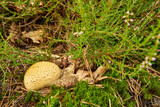 fake truffle in the forest, Scleroderma citrinum, poisonous mushroom
